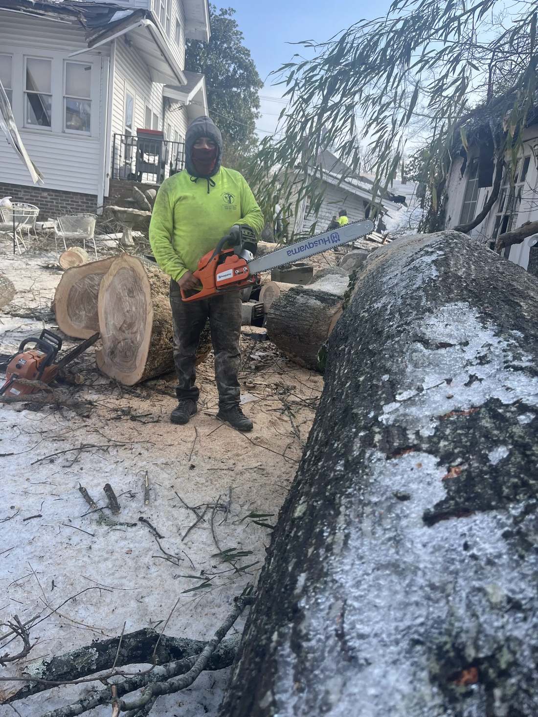 Large tree cut into sections