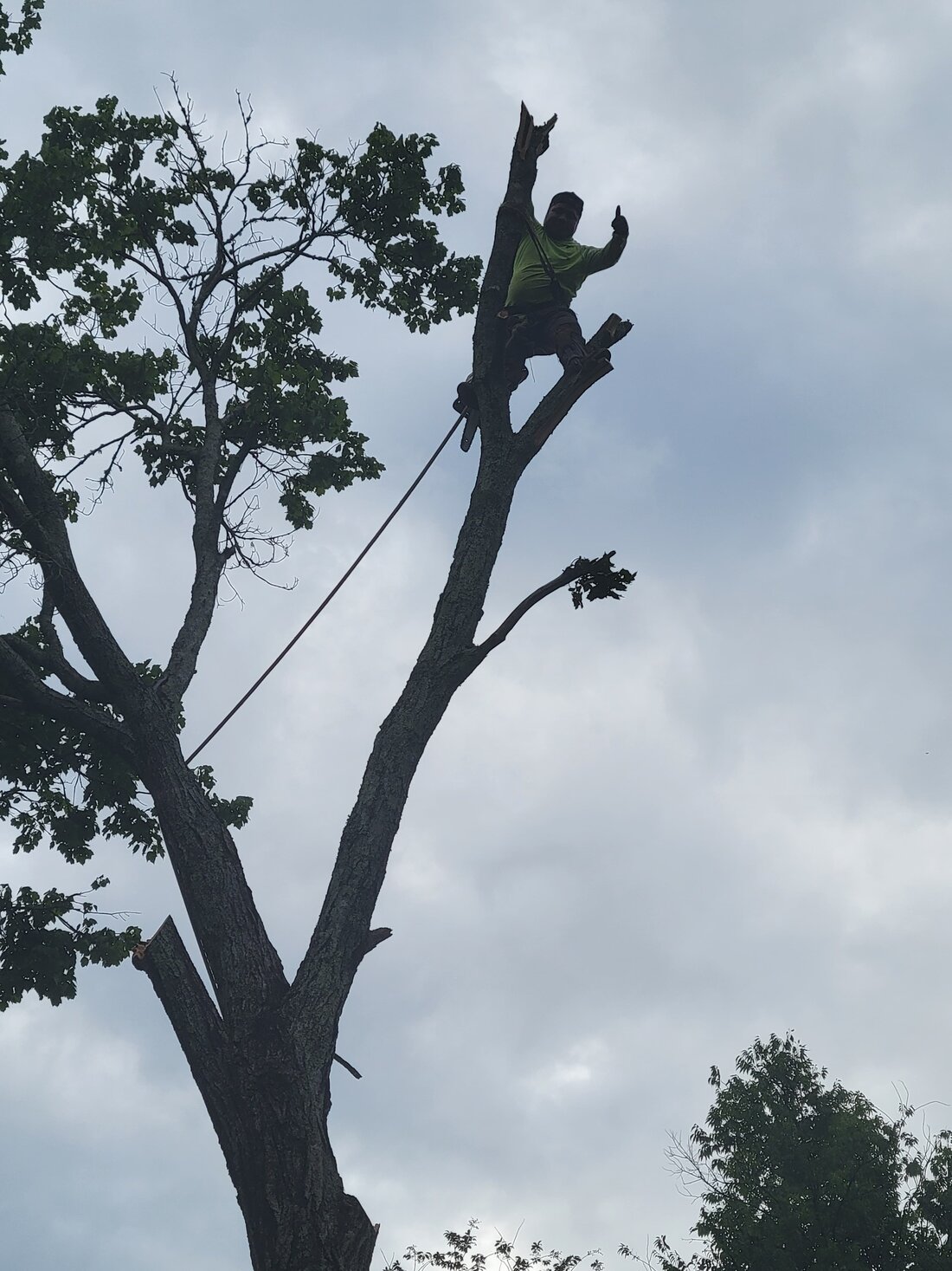 Climber giving a thumbs up near the top of a topped tree