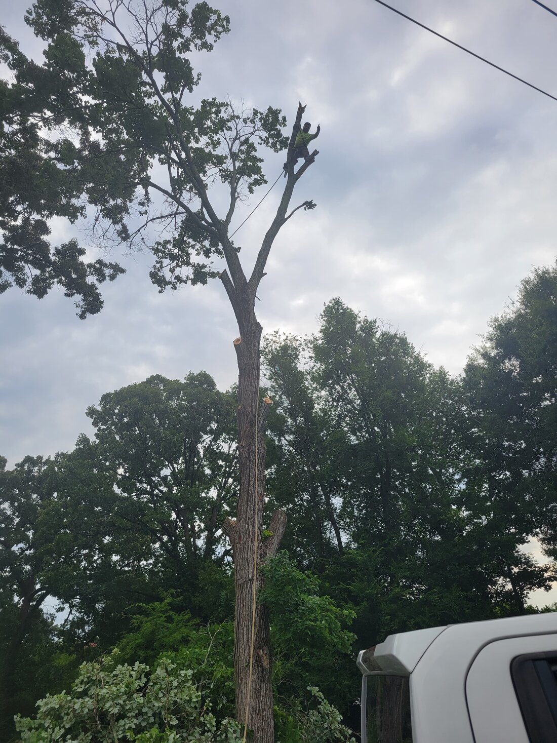 Climber working near the top of a tall tree by the road