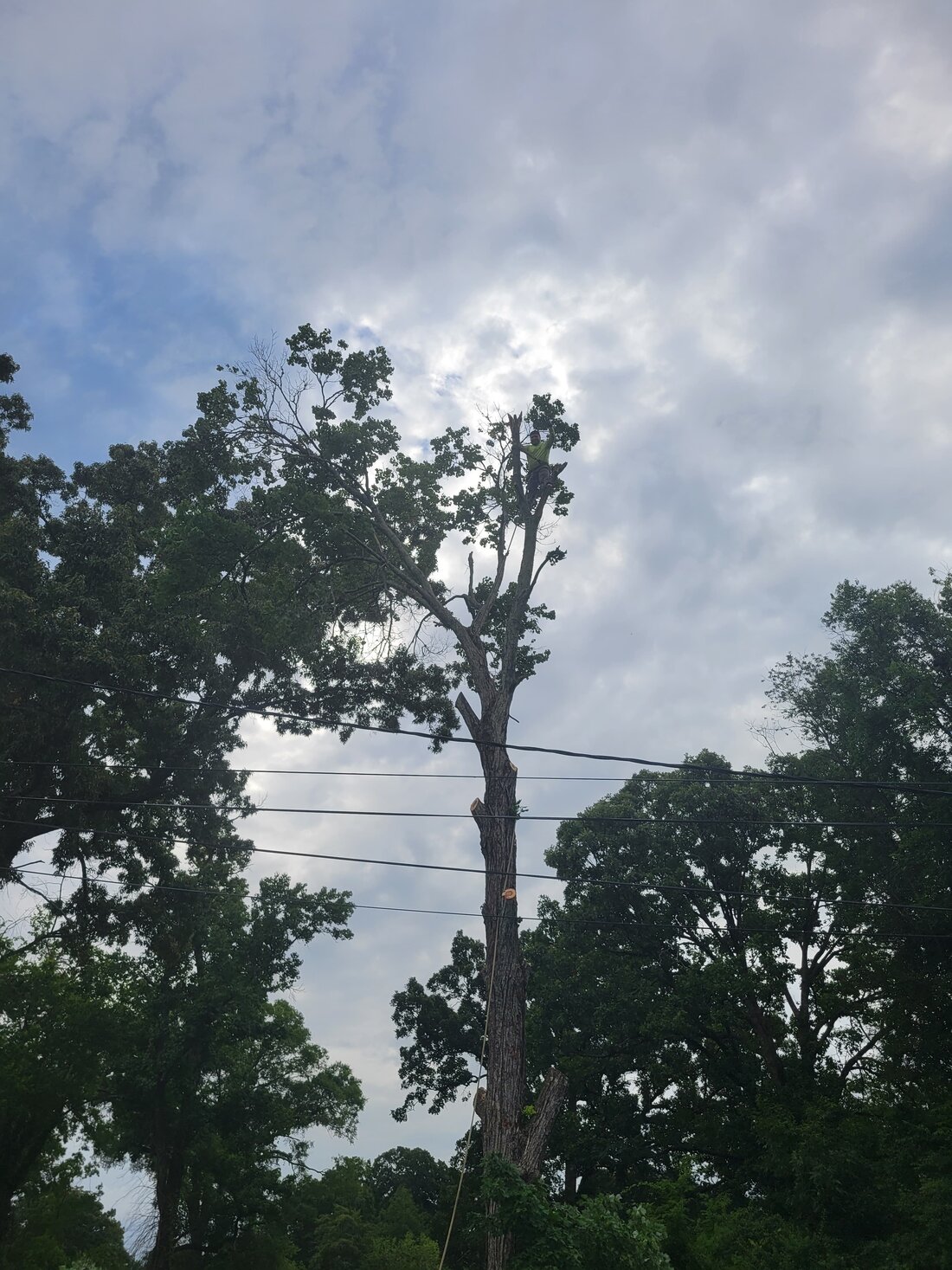 Climber cutting the last section at the top of a tree