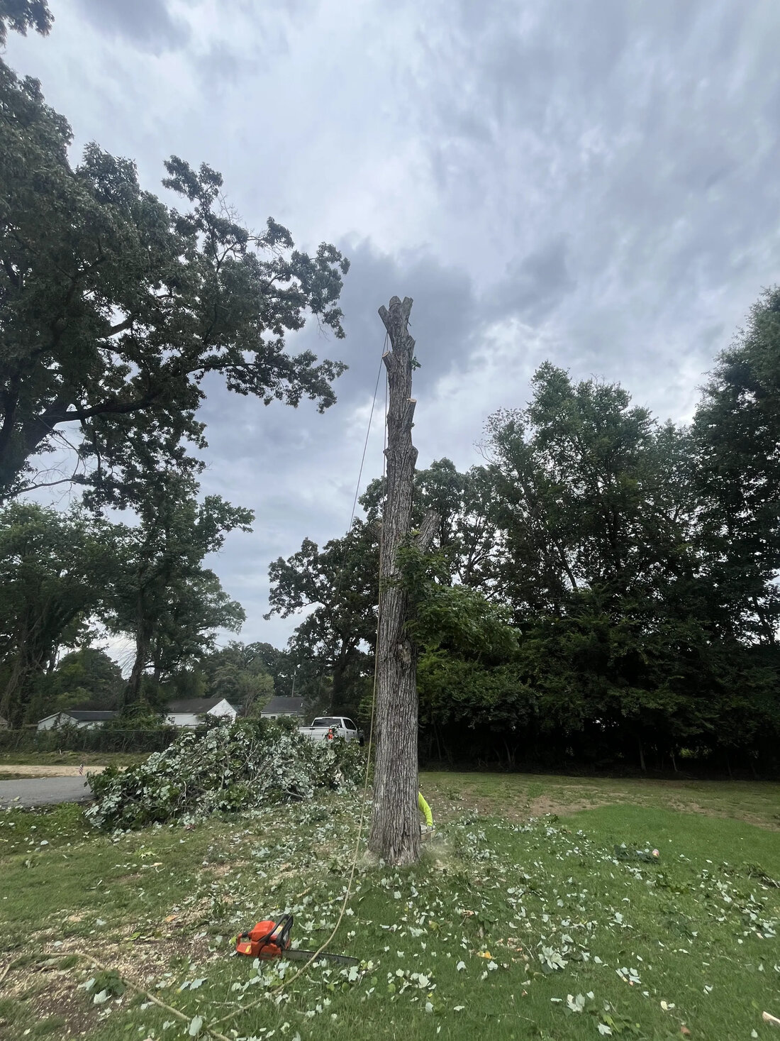 Worker cutting a tall stripped tree trunk