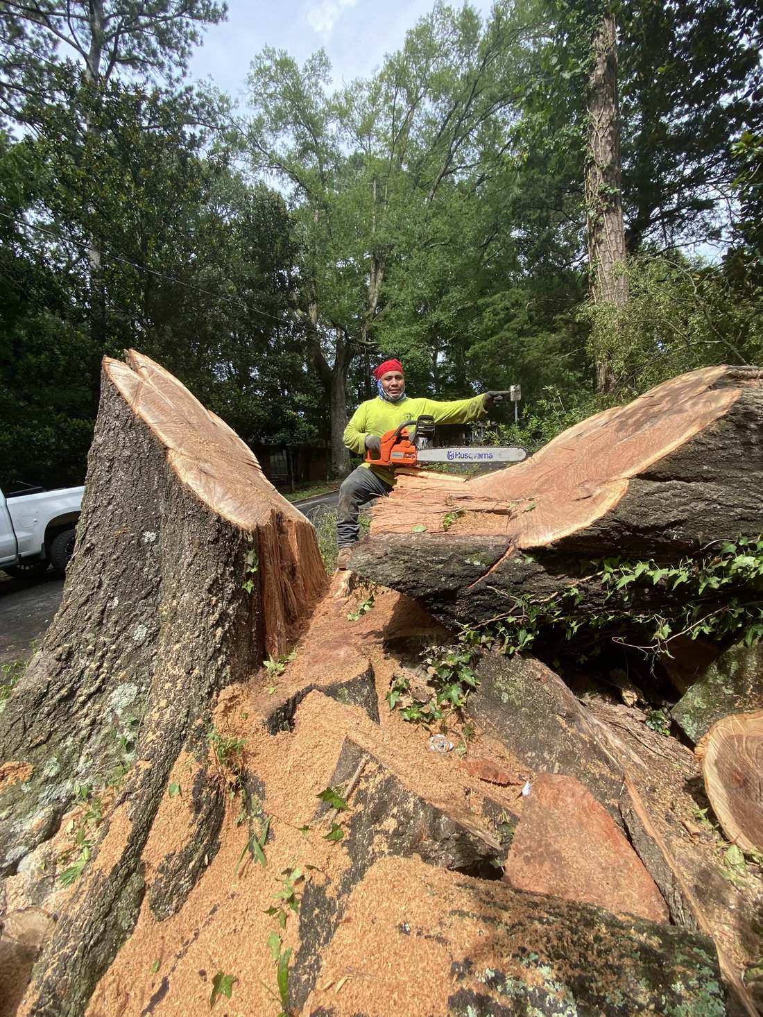 Large fallen tree being cut up after a storm