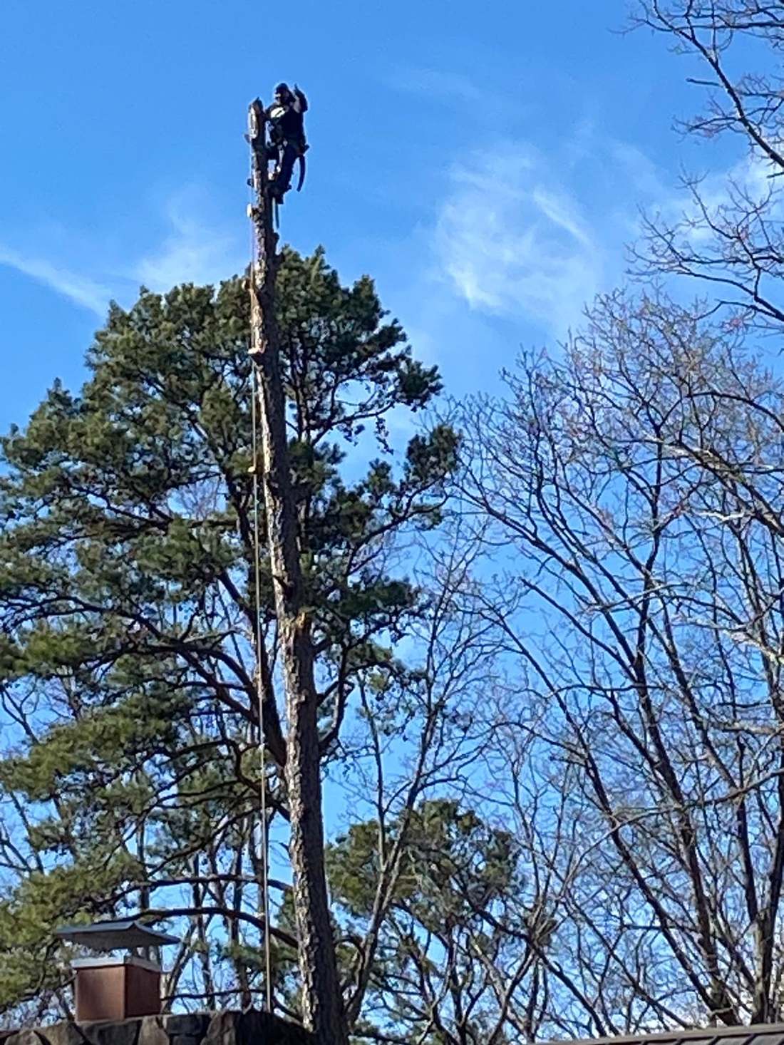 Climber cutting limbs high in a tree