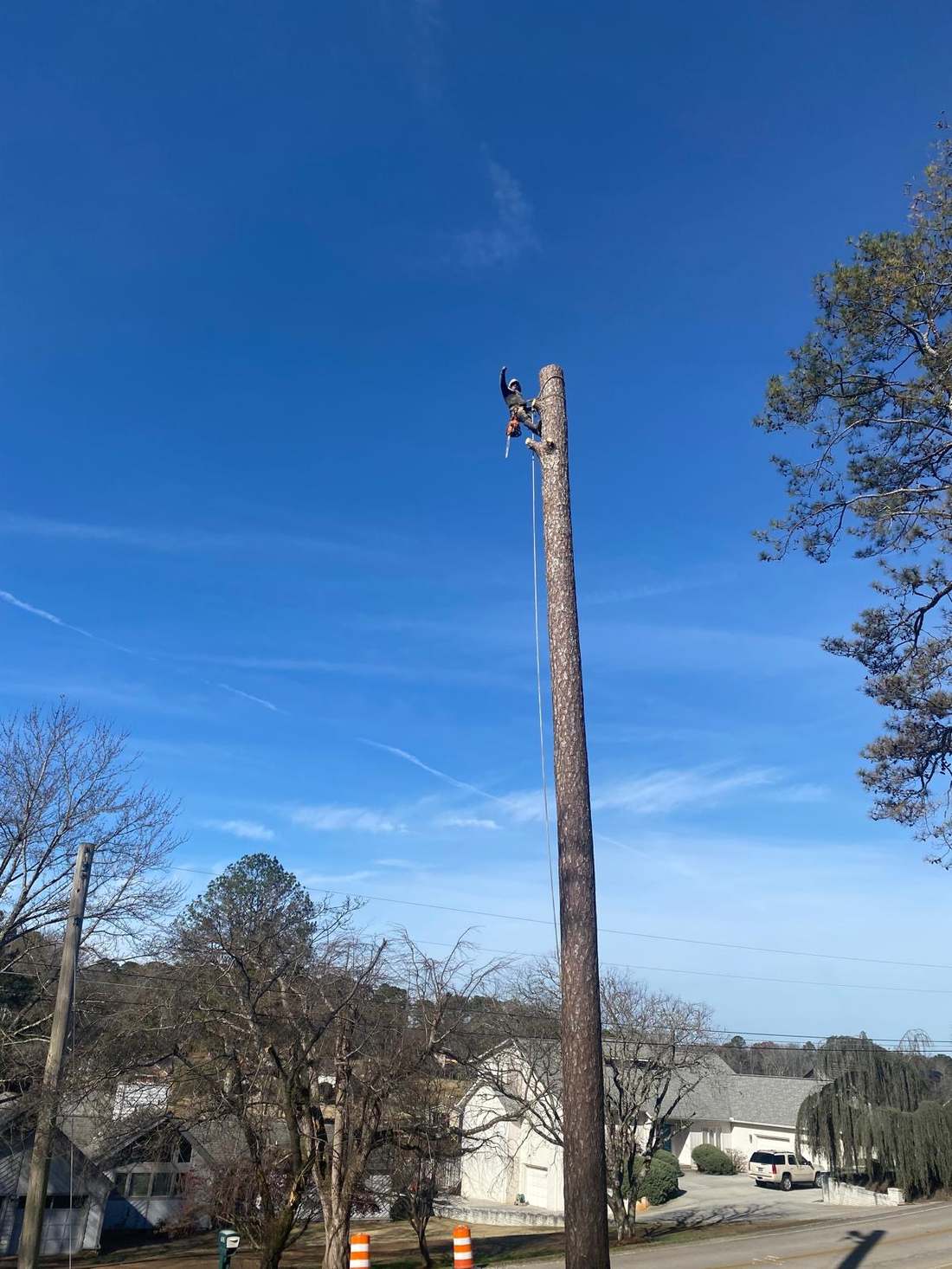 Climber removing a tall dead pine tree