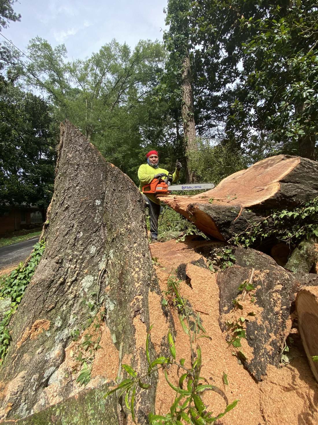Large trunk section being cut down