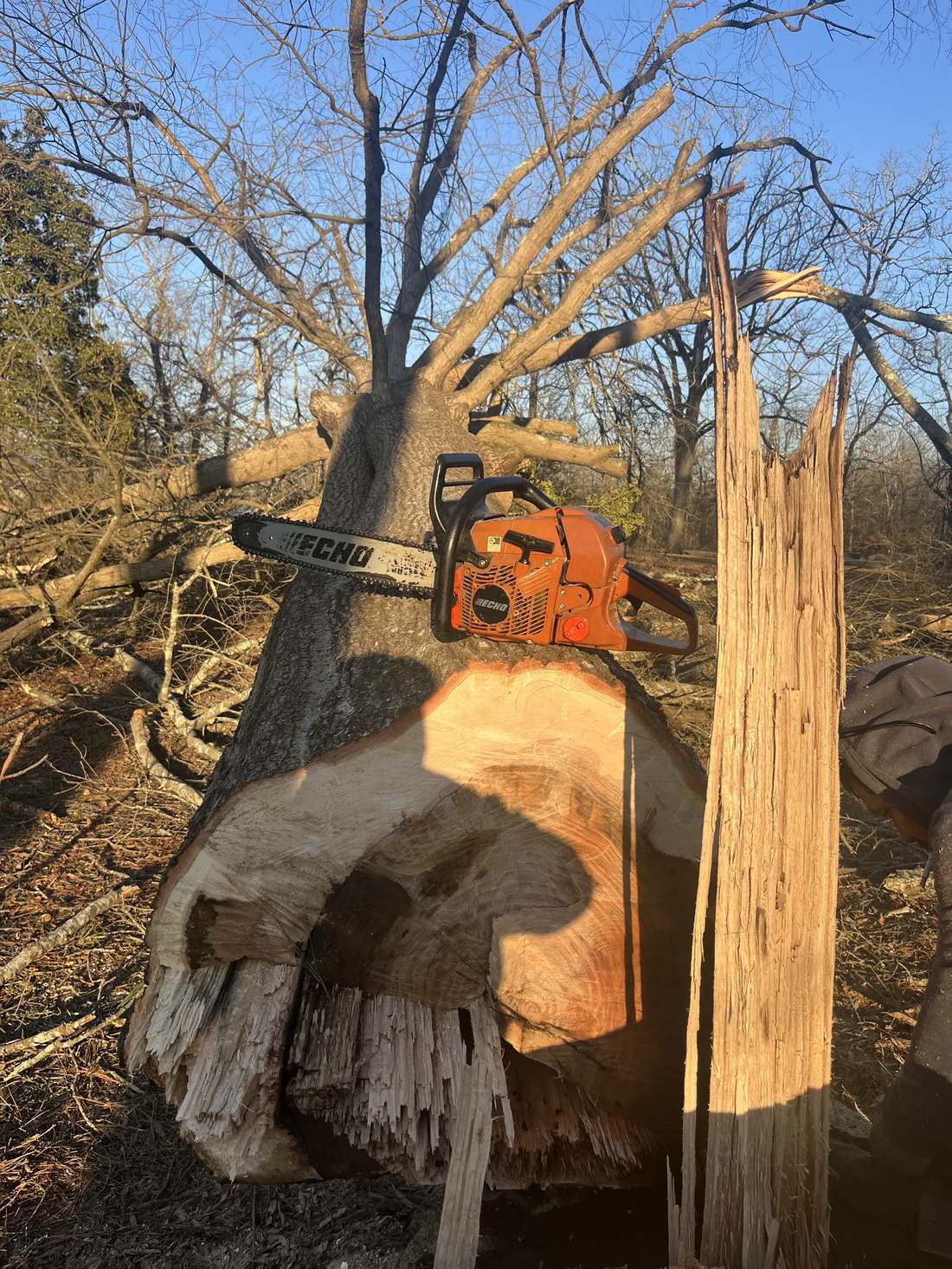 Chainsaw cutting through a large tree trunk